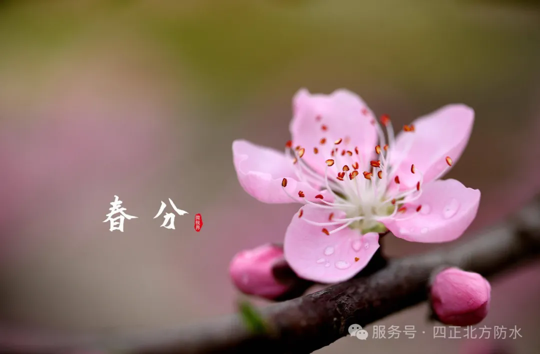 6404.webp.png